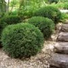 Wintergreen Boxwood Shrub 2 Wintergreen Boxwood Shrub -GreenNest Shop Boxwood Wintergreen BB 600x600 46275eb3 cf5a 44de 996a 7d90e9e924f4