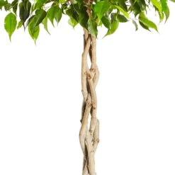 Benjamina Ficus Tree -GreenNest Shop Braided Benjamina ficus 4