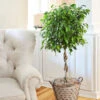 Benjamina Ficus Tree -GreenNest Shop Braided Benjamina ficus BB 600x600 ec66e111 7d98 4518 9965 134a9762679c