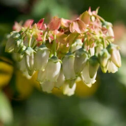 Brightwell Blueberry Bush 9 Brightwell Blueberry Bush -GreenNest Shop Brightwell Blueberry 3