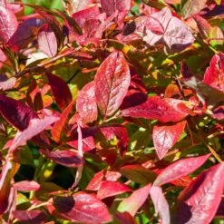 Brightwell Blueberry Bush 10 Brightwell Blueberry Bush -GreenNest Shop Brightwell Blueberry 6