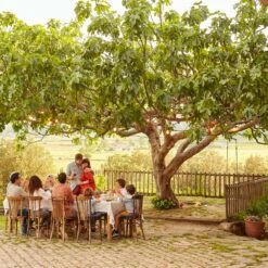 Brown Turkey Fig -GreenNest Shop Brown Turkey Fig 1