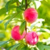 Bubblegum 'Toka' Plum Tree -GreenNest Shop Bubblegum Toka Plum BB 600x600 44e40161 b14c 4901 89f5 dd94f4523200