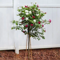 Burgundy Iceberg And Iceberg Two-fer® Rose Tree -GreenNest Shop Burgandy Iceburg ROse Tree 4