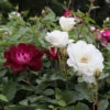 Burgundy Iceberg And Iceberg Two-fer® Rose Tree -GreenNest Shop Burgandy Iceburg ROse Tree BB 600x600 7fbf78b6 1c8a 4df9 b52e 0264dbb85dd3
