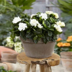 Buttons Gardenia Shrub -GreenNest Shop Buttons Gardenia 2 BB