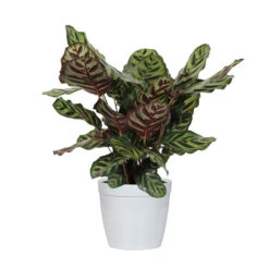 Calathea Medallion -GreenNest Shop CAL MAK.6 whitedelilah e1510680 f4dc 44cd 84db 6b0c93731204