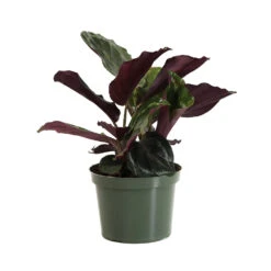 Calathea Medallion -GreenNest Shop CAL MED