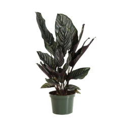 Calathea Ornata 11 Calathea Ornata -GreenNest Shop CAL ORN