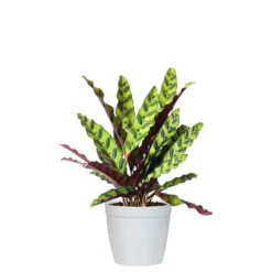 Rattlesnake Plant -GreenNest Shop CAL RSK.6 delilah white
