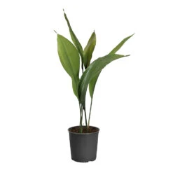 Cast Iron Plant -GreenNest Shop CAS PLA1 standard pot