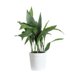 Cast Iron Plant -GreenNest Shop CAS PLA3 delilah white