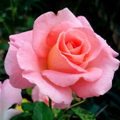 Cherish Rose Tree -GreenNest Shop CHerish Rose Tree 3BB