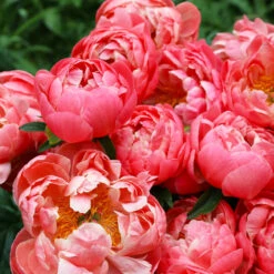 Coral Charm Peony 10 Coral Charm Peony -GreenNest Shop COral Charm Peony 4