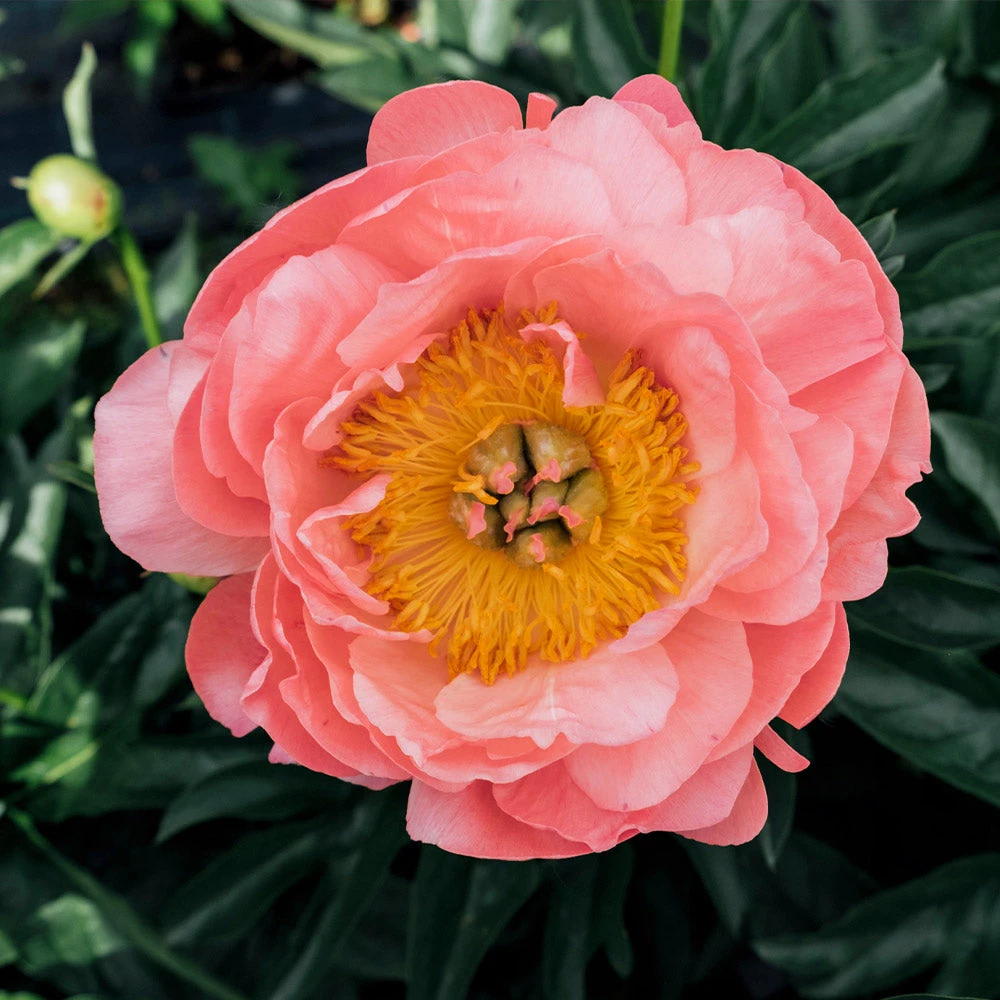 Coral Charm Peony 5 Coral Charm Peony - Image 3
