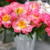 Coral Charm Peony -GreenNest Shop COral Charm Peony BB 600x600 cc610448 a383 4db3 b325 8dd114fdb506