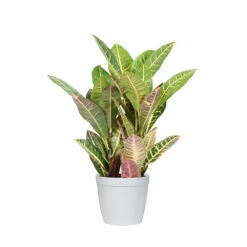 Croton Plant 20 Croton Plant -GreenNest Shop CRO PEN1 delilah white