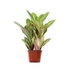 Croton Plant 21 Croton Plant -GreenNest Shop CRO PEN1 standard pot