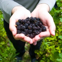 Black Raspberry Bush -GreenNest Shop CUmberland Black RAspberry 2 BB