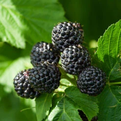 Black Raspberry Bush -GreenNest Shop CUmberland Black RAspberry 6 BB