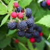 Black Raspberry Bush -GreenNest Shop CUmberland Black RAspberry BB 600x600 c370b71d 47a2 4f33 883f 632ce4746a12