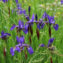 Caesar's Brother Siberian Iris -GreenNest Shop Caesars Brother Iris 1 BB