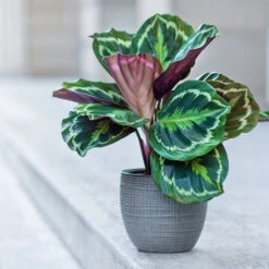 Calathea Medallion -GreenNest Shop Calathea Medalion 2