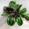 Calathea Medallion 2 Calathea Medallion -GreenNest Shop Calathea Medalion FGT 600x600 b8d0c7f5 1ec6 4c05 b531 f2cc3e97158f