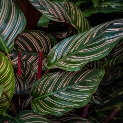 Calathea Ornata 9 Calathea Ornata -GreenNest Shop Calathea Ornata 2