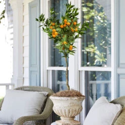 California Honey Mandarin Tree -GreenNest Shop California Mandarin 2 BB