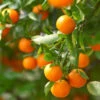 California Honey Mandarin Tree -GreenNest Shop California Mandarin BB 600x600 3fe4a7a7 1eba 47ba 9baf d1ac81395d54
