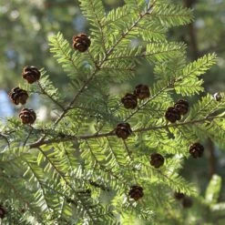 Canadian Hemlock Tree 7 Canadian Hemlock Tree -GreenNest Shop Canadian Hemlock 3 BB