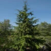 Canadian Hemlock Tree -GreenNest Shop Canadian Hemlock BB 600x600 1921d611 d517 49e0 99f3 f010bbdcc921