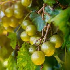 Carlos Scuppernong Grape Vine 9 Carlos Scuppernong Grape Vine -GreenNest Shop Carlos Muscadine 2 BB