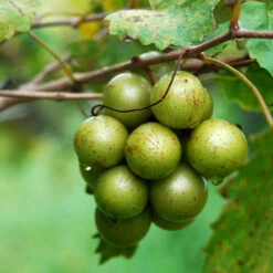 Carlos Scuppernong Grape Vine 10 Carlos Scuppernong Grape Vine -GreenNest Shop Carlos Muscadine 6 BB