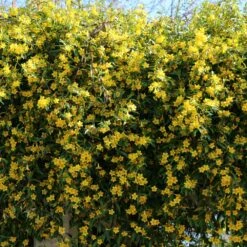 Carolina Jasmine -GreenNest Shop Carolina Jessamine Yellow Jasmine 5 BB