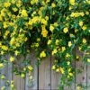 Carolina Jasmine -GreenNest Shop Carolina Jessamine Yellow Jasmine BB 600x600 e8a4dc8b cccb 4633 ae6d 0e0a526b6aaf