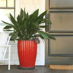 Cast Iron Plant -GreenNest Shop Cast Iron Plant 9