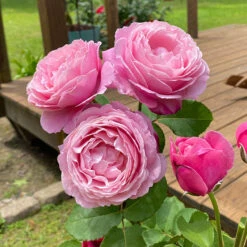 Cathedral Bells Rose