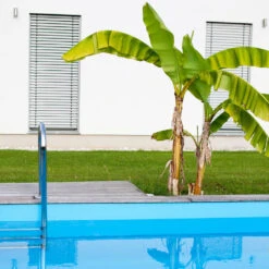 Dwarf Cavendish Banana Tree 14 Dwarf Cavendish Banana Tree -GreenNest Shop Cavendish Banana 1