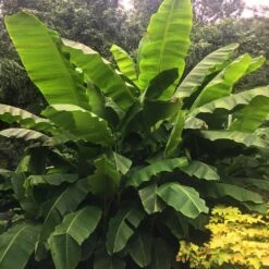 Dwarf Cavendish Banana Tree 11 Dwarf Cavendish Banana Tree -GreenNest Shop Cavendish Banana 6 BB