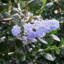 Yankee Point California Lilac -GreenNest Shop Ceanothus Yankee Point 2