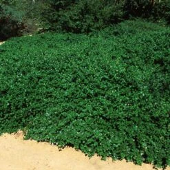 Yankee Point California Lilac -GreenNest Shop Ceanothus Yankee Point 5