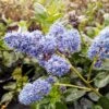 Yankee Point California Lilac -GreenNest Shop Ceanothus Yankee Point BB 600x600 6fff9423 4d6e 4e78 9ef2 4f2194a09a04