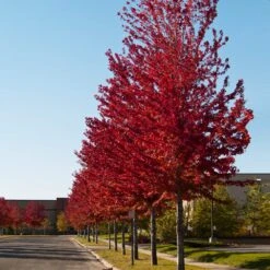 Celebration Maple Tree 9 Celebration Maple Tree -GreenNest Shop Celebration Maple 2 BB