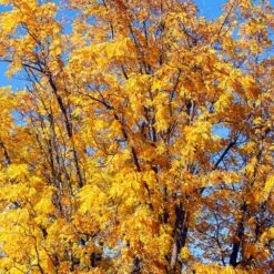 Chandler Walnut Tree -GreenNest Shop Chandler Walnut 1