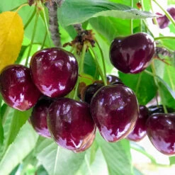 Chelan Cherry Tree -GreenNest Shop Chelan Cherry 1