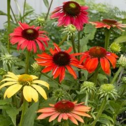 Cheyenne Spirit Echinacea (Coneflower) 9 Cheyenne Spirit Echinacea (Coneflower) -GreenNest Shop Cheyenne SPirit Coneflower 3