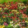 Cheyenne Spirit Echinacea (Coneflower) -GreenNest Shop Cheyenne SPirit Coneflower BB 600x600 0ac23875 4745 424e 8bc4 2ee291e4d4d2