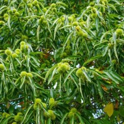 Chinese Chestnut Tree -GreenNest Shop Chinese Chestnut 1 BB